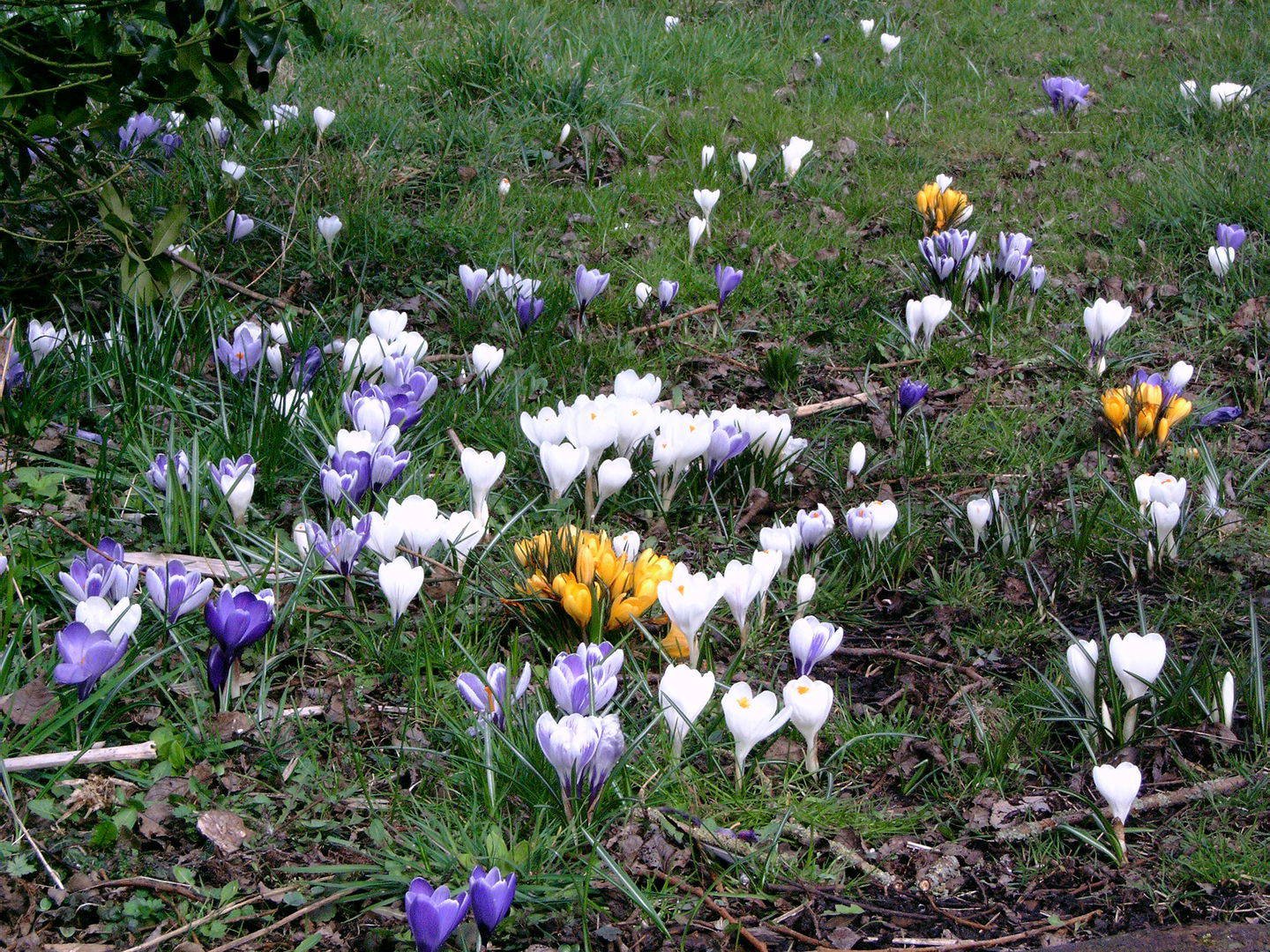 Uw tuin in de maand februari Drupal